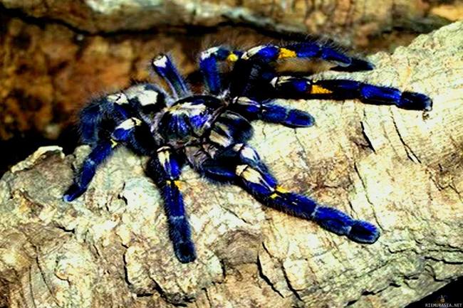 Astetta hienompi spider bro. - Poecilotheria metallica, tavataan pienellä alueella Intiassa.