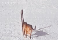 Koira aloittaa hiihdon