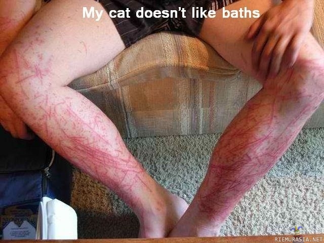 Kissat ja peseytyminen - Cats and baths. Tiesitkö, että monet kissat itseasiassa pitävät vedestä mutta vihaavat sitä kun heitä yritetään pestä.