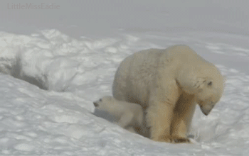 Jääkarhut