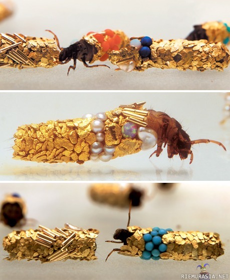 Vesiperhosen toukat rakentavat itselleen suojakotelon - ympäristöstään löytyvillä materiaaleilla. Taiteilija Hubert Duprat laittoi laittoi niiden ympäristöön kultaa ja jaloiviä, tämmöisiä toukat rakensivat.