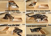 Kissa ja laatikot.