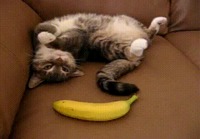 Banaani 0.o