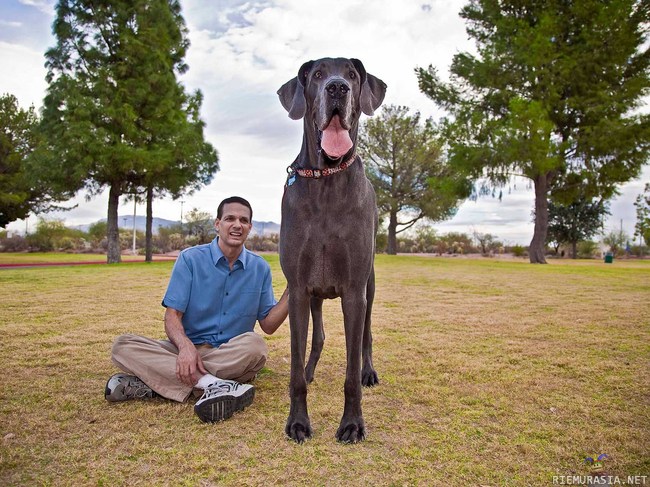 Maailman suurin koira. - Giant George.