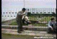 panda attack!