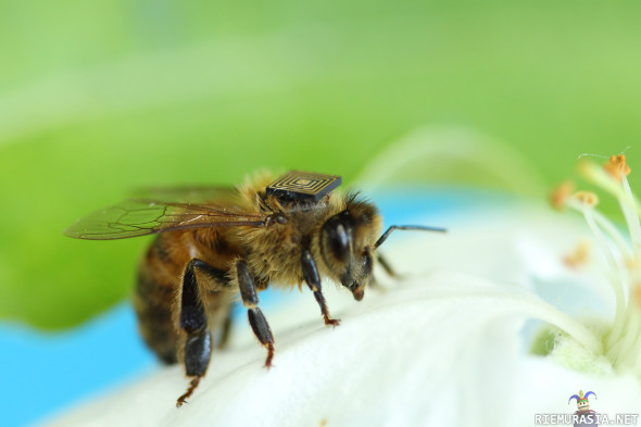 Mikropiireillä varustettuja mehiläisiä - Tiedemiehet ovat keksineet uuden keinon kerätä tietoa mehiläisten elinympäristöstä, kuten sen sisältämästä ilmastosta, saasteista ja tuhohyönteisistä. Tästä tulee olemaan apua mehiläisten suojelemisessa.

http://csironewsblog.com/2014/01/15/tiny-technology-creates-a-buzz/