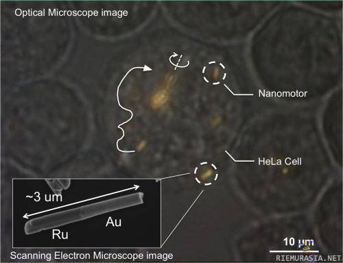 Solujen sisäiset nanomoottorit saatu toimimaan ensi kertaa - Penn Staten yliopistossa on ensi kertaa saatu synteettiset nanomoottorit toimimaan solujen sisällä. Tämä avaa uusia mahdollisuuksia mm. syövän hoitamiseen ja solujen manipulointiin.

http://phys.org/news/2014-02-nanomotors-cells-video.html