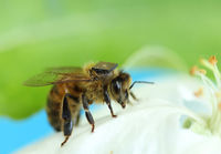 Mikropiireillä varustettuja mehiläisiä