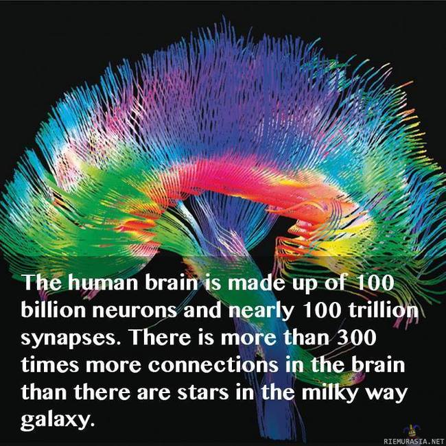Neuronien määrä aivoissa - Pretty neat