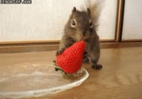 Oravalla on mansikka