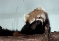 Pandalla on pehmoinen olo