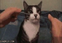 Kissa haluaa langata hampaat