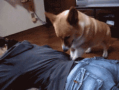 Corgi massage - Koira hieroo datailusta jumiutuneita paikkoja :3