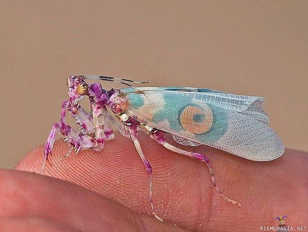 Spiny flower mantis - Pseudocreobotra wahlbergii - Värikäs rukoilijasirkka