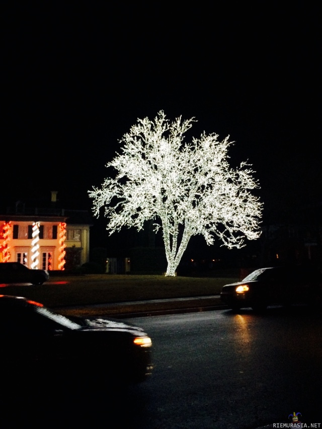 Christmas tree(?) - Vähän yliampuva. Haiskahtaa &#039;muricalta.
