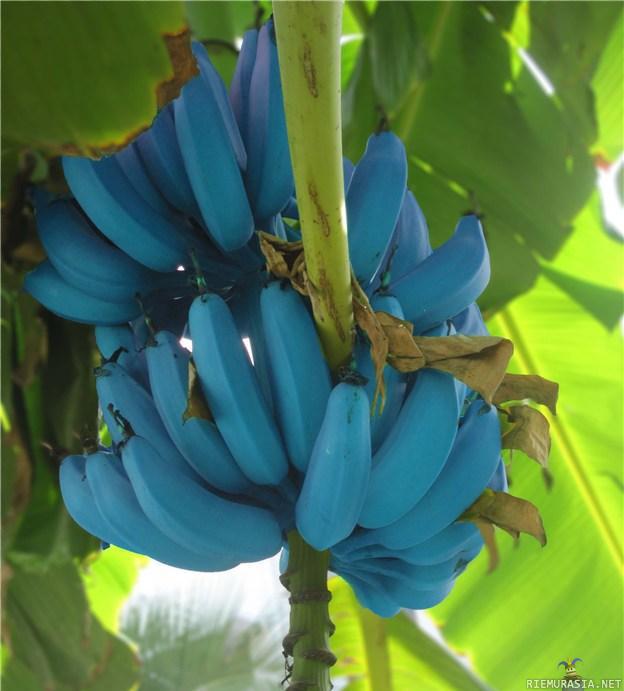 Sinisiä banaaneja, eikä ole mikään mekko vertaus - https://en.wikipedia.org/wiki/Blue_Java_banana