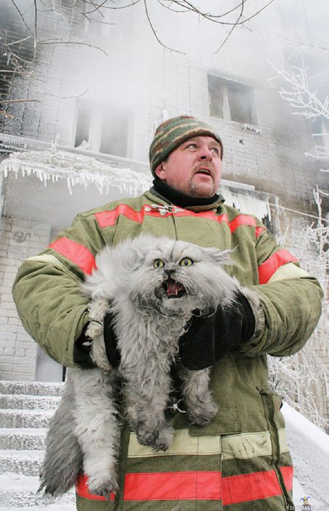 Kisse - Palomies pelasti kissan palavasta talosta.