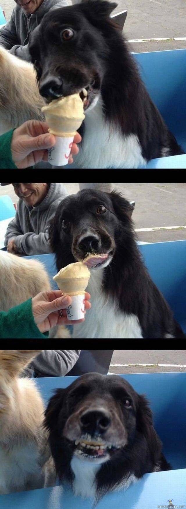 Koiralle jäätelöä