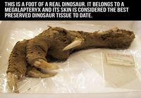 Dinosauruksen jalka
