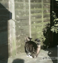 Cat showing how to ninja
