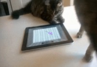 Kissa leikkii iPadilla
