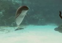 Delfiinit katsomassa ihmisesitystä