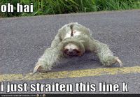 Good guy sloth