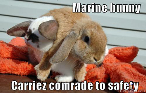 Marine bunny