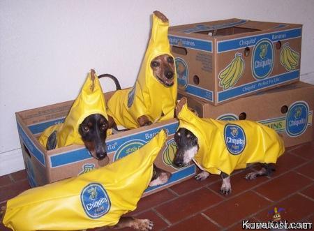 Banaani - ...koirat