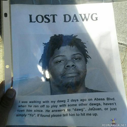 Lost dawg