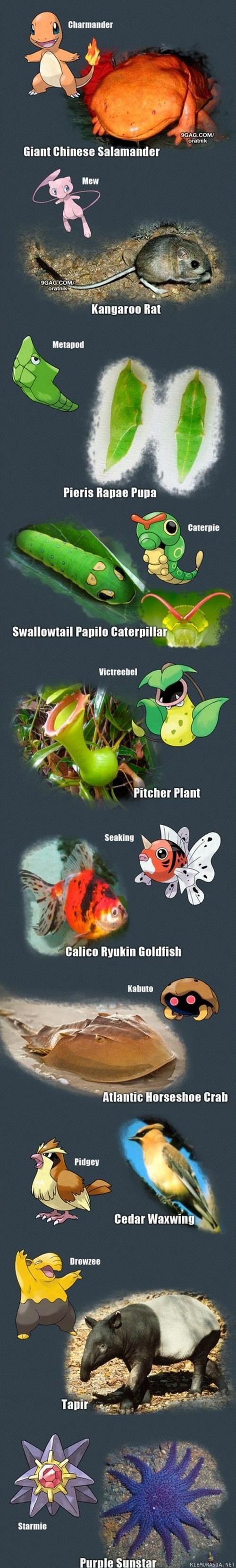 Pokémonien tosielämän vastineita