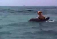 Delfiini pelastaa koiran