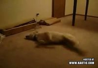 Koira juoksee unissaan...