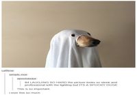 Spooky Doge