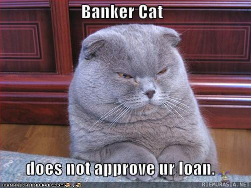 banker cat