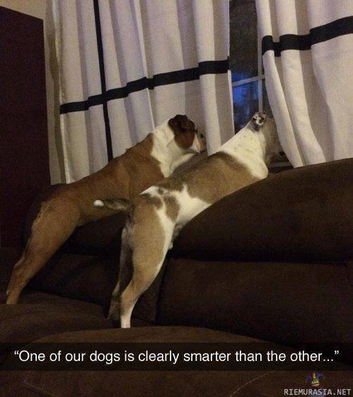 Koirien älykkyyserot