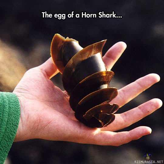 Sarvihain muna - &quot;Naaras laskee noin 30 munaa ja asettaa ne kivien alle tai halkeamiin. Munakoteloissa on kierukanmallinen muotoilu, jonka ansiosta ne kiinnittyvät tiukasti halkeamiin.&quot; T. Wikipedia