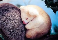 Albiino koala