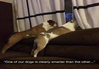 Koirien älykkyyserot