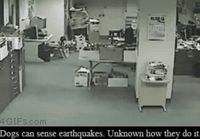 Koira vaistoaa maanjäristyksen