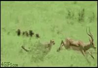 Gepardi jahtaa antilooppia