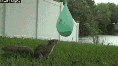 Orava säikähtää - Orava säikähtää huomatessaan, että vedellä täytetty ilmapallo ei olekkaan syötävää.