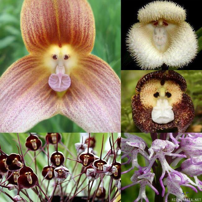 Monkey orchid - apinamainen kukka