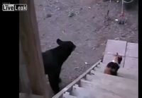 Karhu tekee tuttavuutta Kissan kanssa