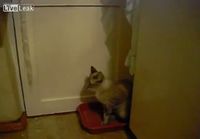 Kissa haluaa yksityisyyttä