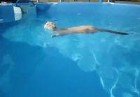 Kissa uima altaassa