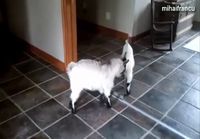 Funny Goats Compilation 2014