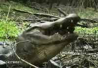 Kilpikonnan kova kohtalo