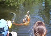 Retkiopas syöttää Alligaattoreita vedessä