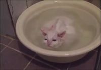 Kissan kylpypäivä